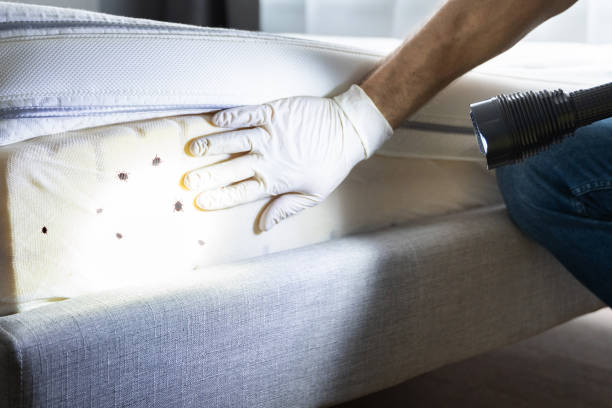 Best Ant Control Services  in Claude, TX